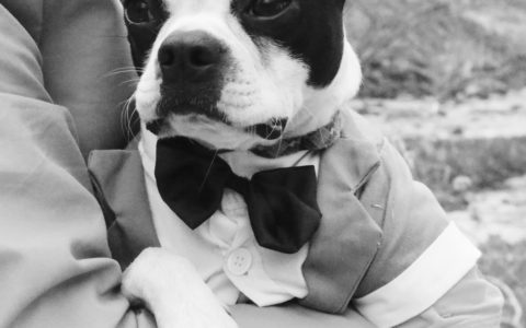 black_white_dog_boston_terrier